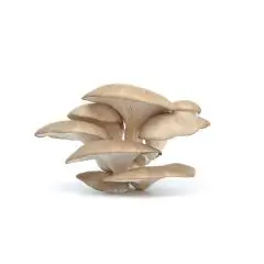 funghi