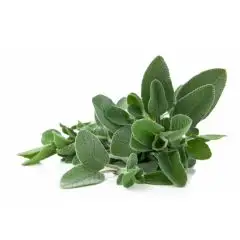 salvia_foglia_larga_1