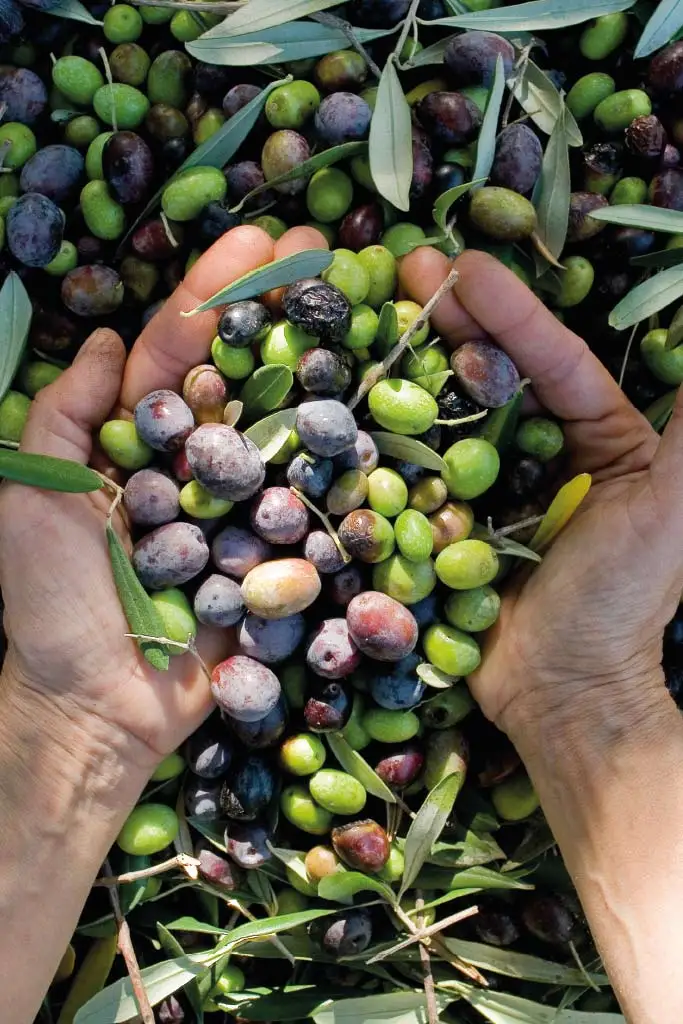 Olio extravergine d'oliva siciliano